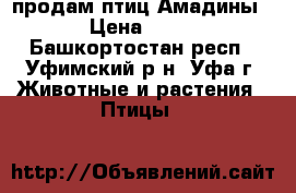 продам птиц Амадины  › Цена ­ 350 - Башкортостан респ., Уфимский р-н, Уфа г. Животные и растения » Птицы   